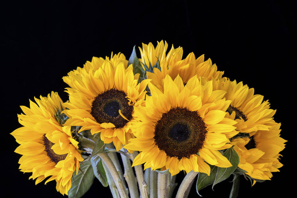 Bouquet of bright sunflowers against black background - Zdjęcie, obraz