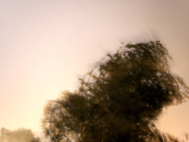 Baum in einem Gewitter in der Nacht, angezündet vom Blitz. Die Langzeitbelichtung bewirkt Bewegungsunschärfe und eine unheimliche Bildqualität, die einem romantischen Gemälde ähnelt. auch nützlich als Hintergrund mit Kopierraum. - Foto, Bild
