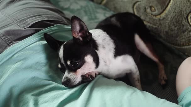Der niedliche alte Chihuahua schläft auf dem Rücken seiner Herrin. Pflegekonzept für Tiere. - Filmmaterial, Video