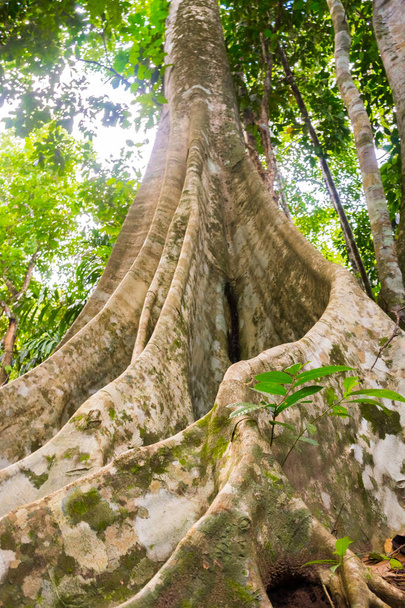 Тропические леса Таиланда с большими деревьями на острове Самуи
 - Фото, изображение