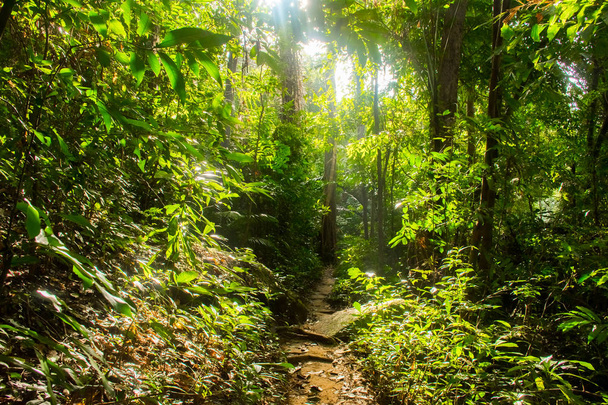 Тропические леса Таиланда с большими деревьями на острове Самуи
 - Фото, изображение