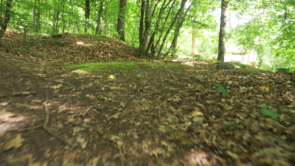 Steadicam Shot mountain wet Foresta con pietre muschiate e radici d'albero, prospettiva personale, 4k, rallentatore
 - Filmati, video
