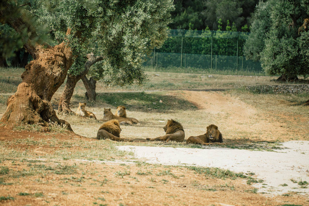 Lions in the in Fasano apulia Italy - Fotó, kép