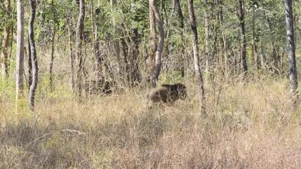 Hindistan Ulusal parkta ormanında Hint domuzu - Video, Çekim