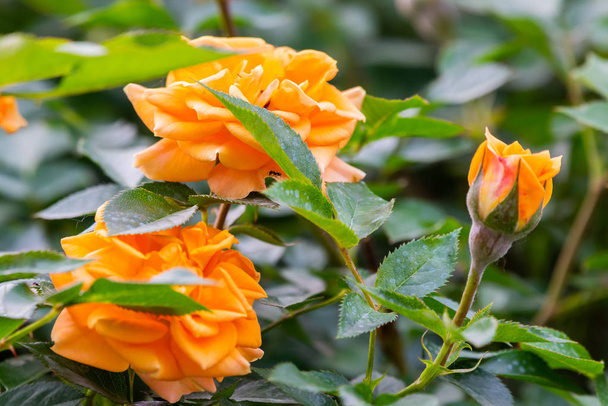 Close up van een perzik gekleurde rozen in de tuin - Foto, afbeelding