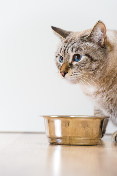 Young tabby cat near its bowl at home - Photo, Image