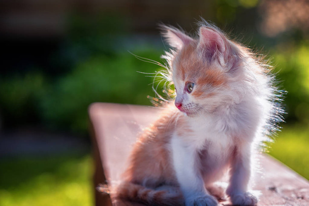 kleine gember kitten zittend op het bankje buiten, op zoek naar kant met kopie ruimte - Foto, afbeelding