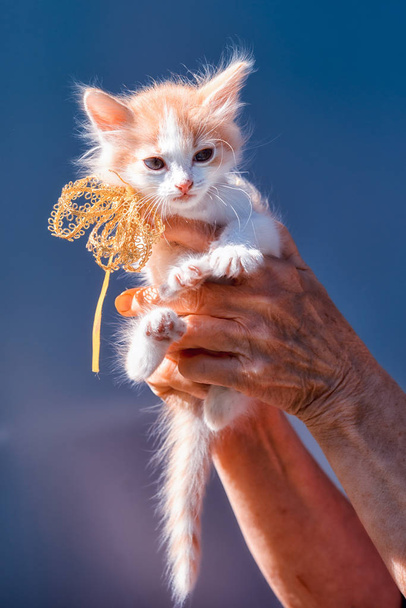 pequeño jengibre y manchas blancas gatito sentado en las manos con lazo de cinta en el cuello como un regalo en un fondo del cielo
 - Foto, imagen