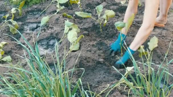 Female hands in the blue gloves planting aubergine seedlings - Materiał filmowy, wideo