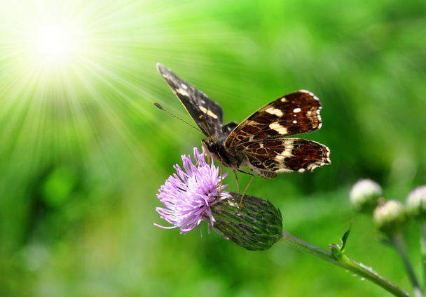 Schmetterling araschnia levana - Foto, Bild