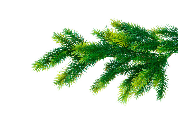 Close up of fir tree branch isolated - Photo, Image