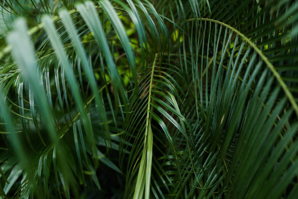 Palmgrün Laub Hintergrund Foto. - Foto, Bild