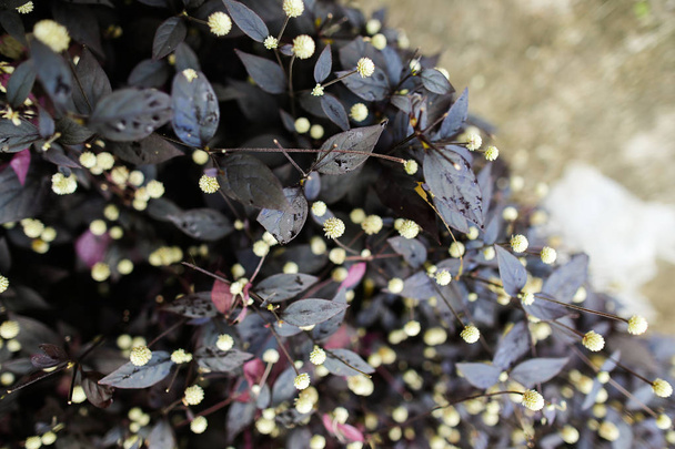 Background photo of plants with purple foliage. - Photo, Image