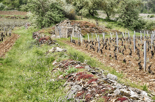An old stone wall crumbles near an old stone farm building amidst the grand cru and premier cru vineyards near Gevrey-Chambertin in the Burgundy region of France. - Photo, Image