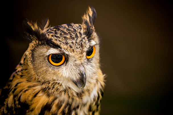 The owl looks beautiful. - Фото, изображение