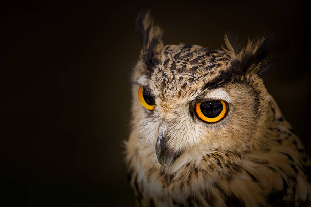 The owl looks beautiful. - Foto, Bild