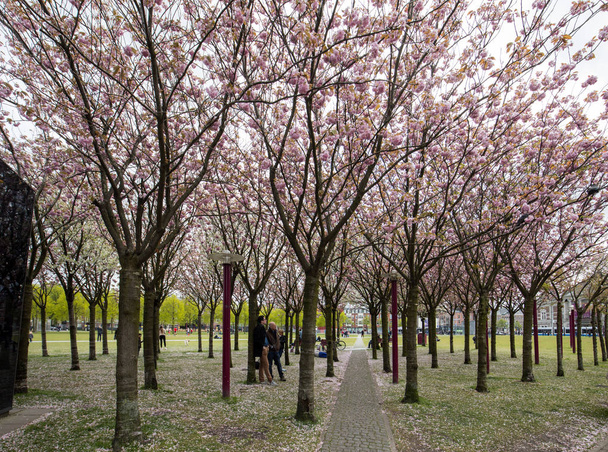 Amsterdam, Nizozemsko - 22 duben 2017: Zahrada s kvetoucími stromy inspiroval od Van Gogh obrazy mezi Van Goghovo muzeum a Rijksmuseum na jarní den. Amsterdam, Nizozemsko - Fotografie, Obrázek