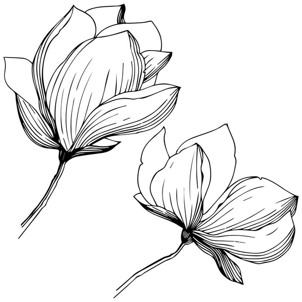 Magnolia σε ένα στυλ διάνυσμα απομονωμένη. Πλήρης ονομασία του φυτού: magnolia. Διάνυσμα ελιάς δέντρο για φόντο, υφή, μοτίβο περιτύλιγμα, πλαίσιο ή στα σύνορα. - Διάνυσμα, εικόνα