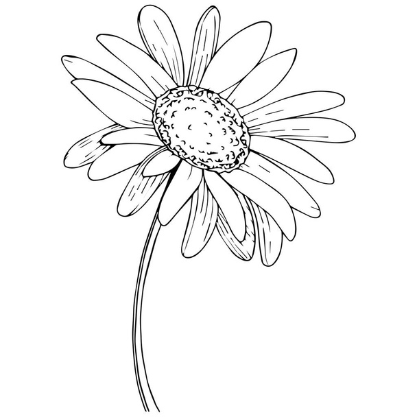 Daisy in a vector style isolated. Full name of the plant: daisy. Vector olive tree for background, texture, wrapper pattern, frame or border. - Vector, Image