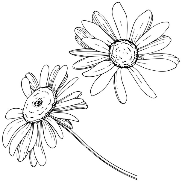Daisy elszigetelt vektor stílusban. A növény neve: daisy. Vektor olíva fa a háttér textúra, burkoló minta, keret vagy határ. - Vektor, kép