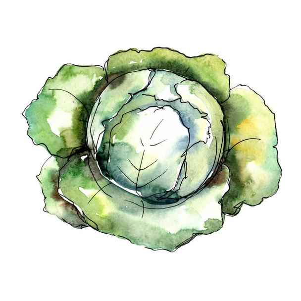 Groene kool groente in een aquarel stijl geïsoleerd. Volledige naam van de groente: kool. Aquarelle groenten voor achtergrond, textuur, wrapper patroon of menu. - Foto, afbeelding
