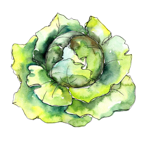 Green cabbage vegetable  in a watercolor style isolated. Full name of the vegetable: cabbage. Aquarelle vegetables for background, texture, wrapper pattern or menu. - 写真・画像