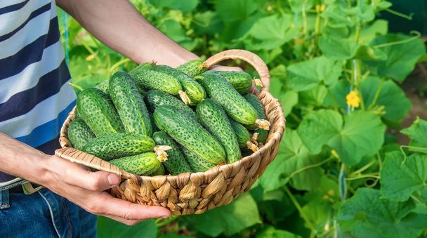 homemade cucumber cultivation and harvest in the hands of men. selective focus. - Photo, Image