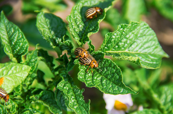 cultivation of potato colorado beetles. selective focus.  - Photo, Image
