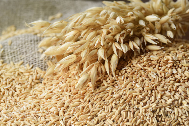 The concept of healthy eating. Whole grains of oats and oat spikelets. - Photo, Image