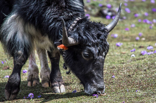 tibetských jaků jíst trávu v pastviny na Himaláje - Fotografie, Obrázek