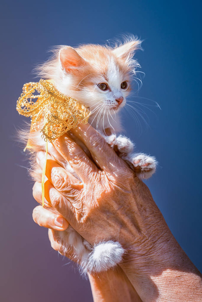 空の背景に存在すると首にリボンの弓を手に座っている小さな生姜と白の斑点子猫 - 写真・画像
