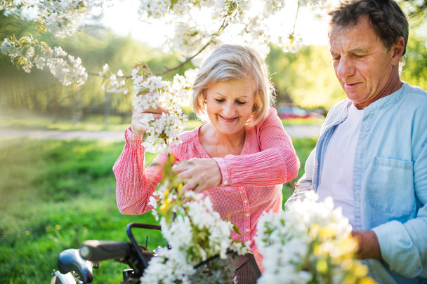 Beautiful senior couple with bicycles outside in spring nature. - Foto, afbeelding