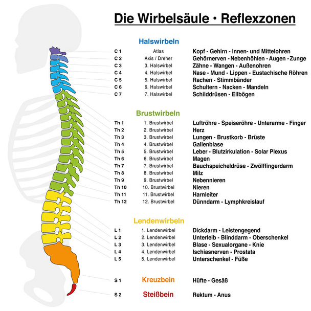 Tabla de reflexología de columna vertebral con descripción precisa de los órganos internos y partes del cuerpo correspondientes, y con nombres y números de las vértebras. IDIOMA ALEMÁN
. - Vector, imagen