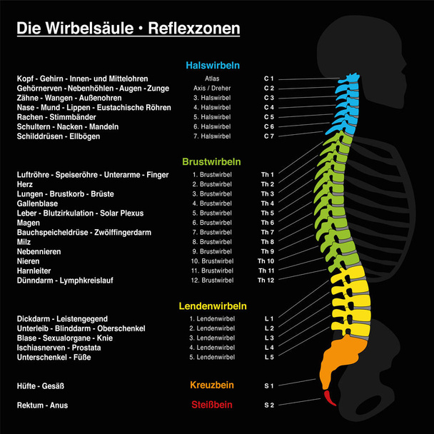Σπονδυλικής στήλης ρεφλεξολογία με Περιγραφή της αντίστοιχης εσωτερικά όργανα και μέρη του σώματος, και με τα ονόματα και τους αριθμούς των σπονδύλων της σπονδυλικής στήλης. Γερμανική γλώσσα. - Διάνυσμα, εικόνα