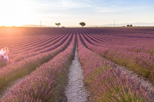 großes Lavendelfeld am Sonnenuntergang in der Provence, Frankreich - Foto, Bild