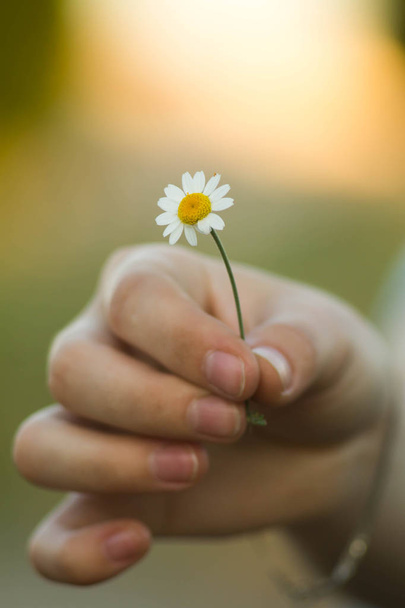 Chamomile flower in hand, nature, environment. Summer, love, new life, skin care, spa. A woman holding a flower - Foto, imagen