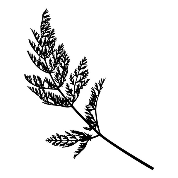 Hand drawn wild herb silhouette isolated on white background. Elegant wild plant for your design. Vector illustration. - ベクター画像