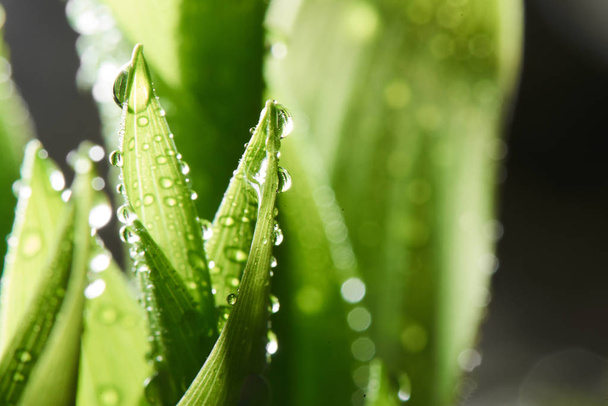 shining dewdrops on green grass, close-up - Foto, imagen