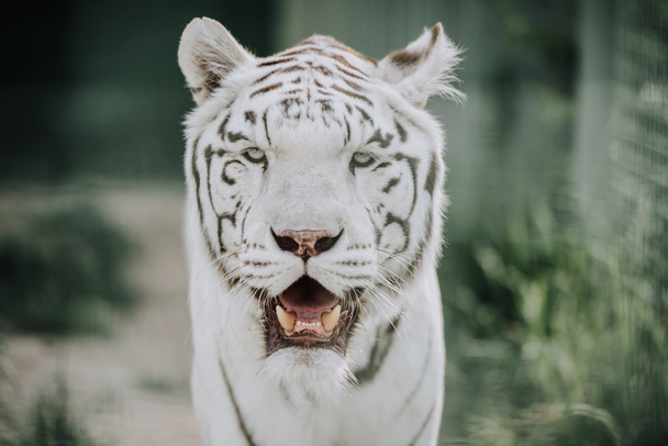 close up view of beautiful white bengal tiger at zoo - Photo, Image