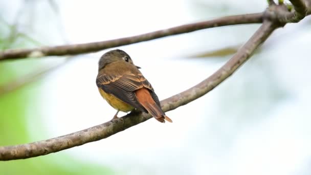 Uccello (Ferruginous Flycatcher, Muscicapa ferruginea) zucchero di canna, colore arancio e rosso appollaiato su un albero in natura selvatica, Distribuzione Non comune
 - Filmati, video