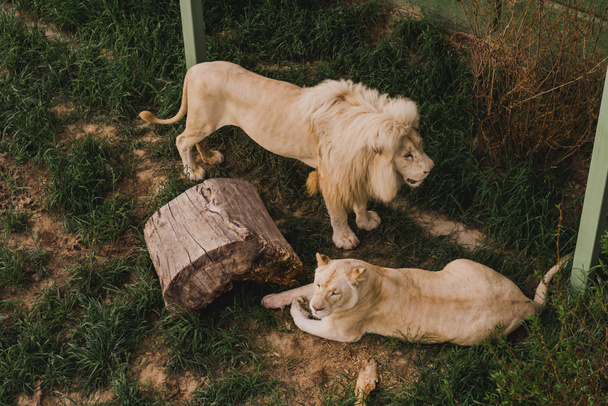 high angle view of laying lioness and lion standing near on grass at zoo  - Photo, Image