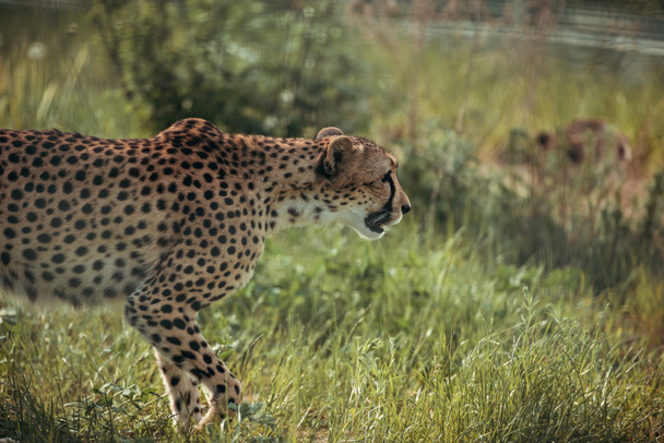 close up view of beautiful cheetah animal at zoo - Foto, Imagem