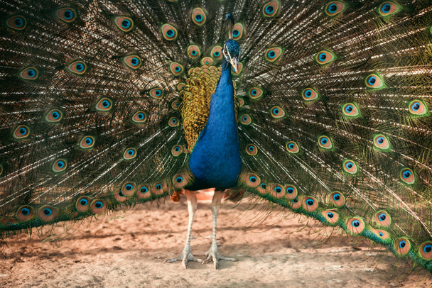 imagen de primer plano del pavo real mostrando plumas en el zoológico
  - Foto, imagen