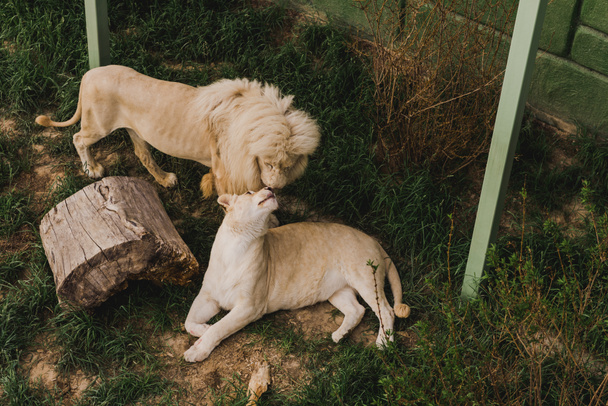 vista ad alto angolo di leone e leonessa sfregamento teste allo zoo
  - Foto, immagini
