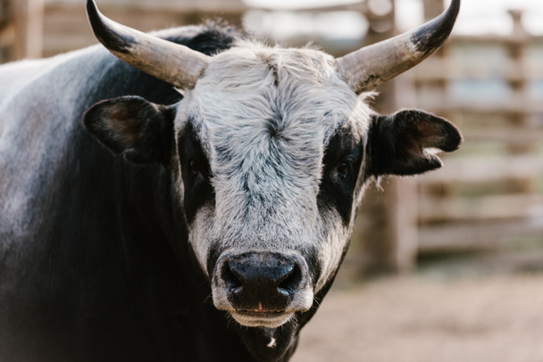 close up view of domesticated bull at zoo - Zdjęcie, obraz