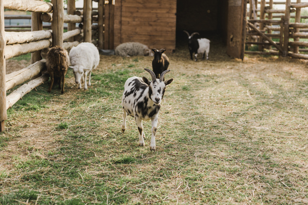 Vooraanzicht van geiten en schapen grazen op grond in corral met houten hek op boerderij  - Foto, afbeelding