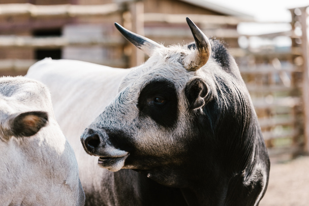 lähikuva kotieläimenä pidetystä härästä eläintarhassa
 - Valokuva, kuva