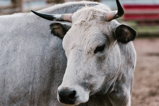 close up view of domesticated bull at zoo - Foto, Imagen