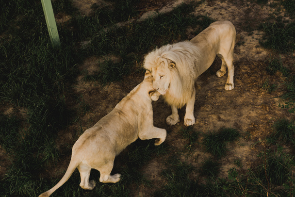 vista de alto ângulo de leão e leoa esfregando cabeças no zoológico
  - Foto, Imagem