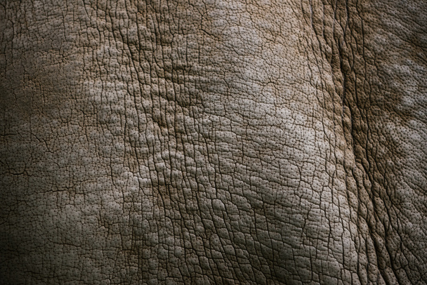 full frame beeld van white rhino huid achtergrond  - Foto, afbeelding